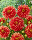 Dahlia Bodacious