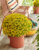 Coreopsis Twinklebells® Sunrise Coreopsis Twinklebells® Sunrise