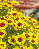 Coreopsis Twinklebells® Sunrise Coreopsis Twinklebells® Sunrise