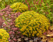 Coreopsis Twinklebells® Sunrise