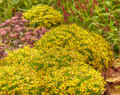 Coreopsis Twinklebells® Sunrise Coreopsis Twinklebells® Sunrise