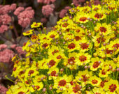 Coreopsis Twinklebells® Sunrise