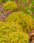 Coreopsis Twinklebells® Sunrise