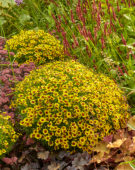 Coreopsis Twinklebells® Sunrise