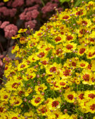 Coreopsis Twinklebells® Sunrise Coreopsis Twinklebells® Sunrise