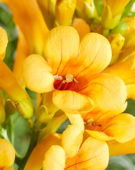 Campsis radicans Golden Trumpet 