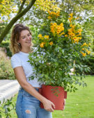 Campsis radicans Golden Trumpet 