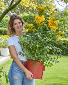 Campsis radicans Golden Trumpet 