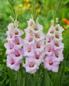 Gladiolus Venezia