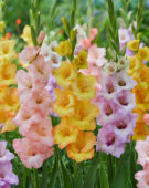 Gladiolus Chatelaine, Anna Rikst, Venezia