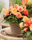 Begonia On Top® Sunset Shades Begonia On Top® Sunset Shades