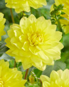 Dahlia yellow