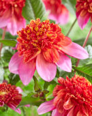 Dahlia anemone flowering