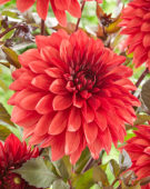 Dahlia Danique (Fasse) Dahlia Danique (Fasse)