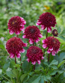 Dahlia Collarette Anemone Purple-White