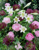 Summer, Lilium Gelria, Paeonia, Allium