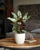 Calathea majestica Whitestar