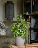 Ficus benjamina Golden King