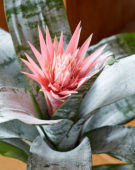 Aechmea fasciata Primera