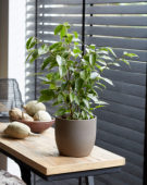 Ficus benjamina Variegata