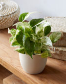 Epipremnum aureum Marble Queen