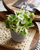 Epipremnum aureum N'Joy