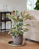 Ficus elastica Tineke