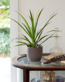 Dracaena marginata