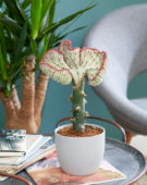 Euphorbia lactea Cristata