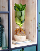 Clusia rosea Princess ® Clusia rosea Princess ®