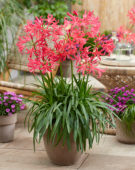 Nerine Elegance Pearls of Cherry