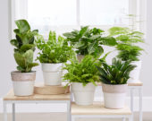 Air purifying indoor plants collection