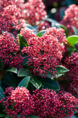 Skimmia japonica Rubesta
