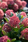 Skimmia japonica Rubesta® Giant Pink Skimmia japonica Rubesta® Giant Pink