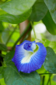Clitoria ternatea