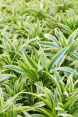 Dracaena deremensis Lemon Lime