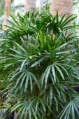 Rhapis excelsa