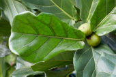 Ficus lyrata