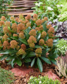 Skimmia japonica Miracle ® Skimmia japonica Miracle ®