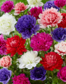 Anemone Full Star Red, Blue, Albino, Pink en Red-White