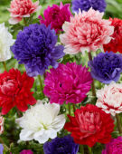 Anemone Full Star Red, Blue, Albino, Pink en Red-White