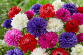 Anemone Full Star Red, Blue, Albino en Pink