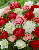 Anemone Full-Star Red, Albino en Red-White