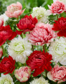 Anemone Full-Star Red, Albino en Red-White