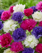 Anemone Full Star Pink, Blue and Albino