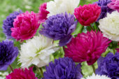 Anemone Full-Star Pink, Blue en Albino