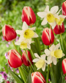 Tulipa Christmas Gift, Narcissus Johanna