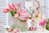 Hippeastrum pink spring combination