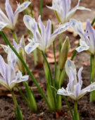 Iris reticulata Painted Lady