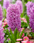 Hyacinthus Purple Voice